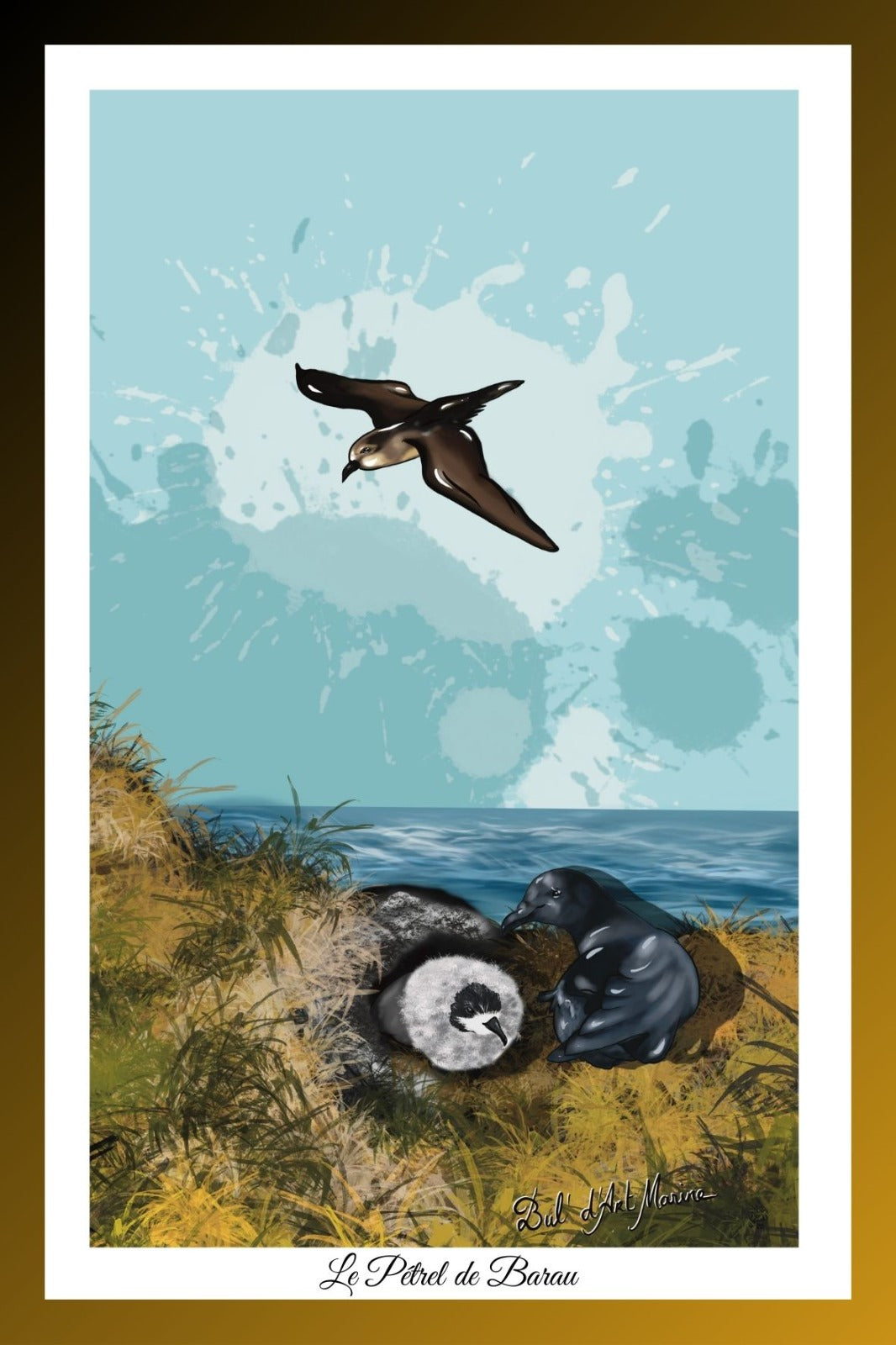 Carte Postale – Pétrel de Barau