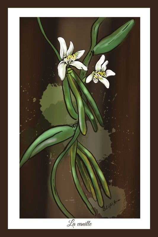 Carte Postale – La Vanille