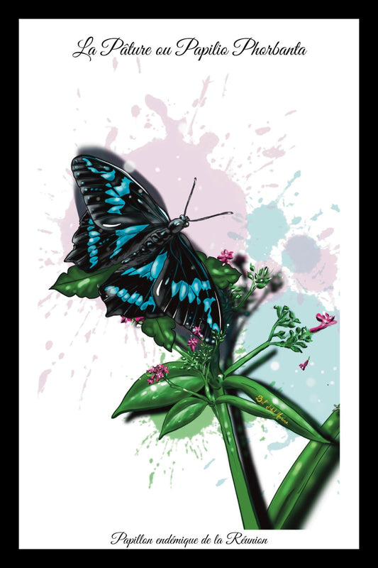 Carte Postale – Papilio Phorbanta