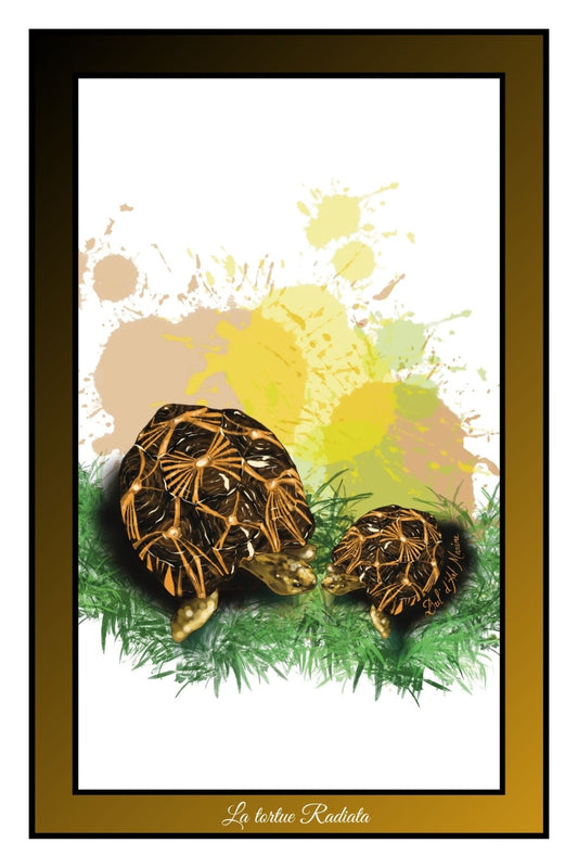 Carte Postale – La Tortue Radiata
